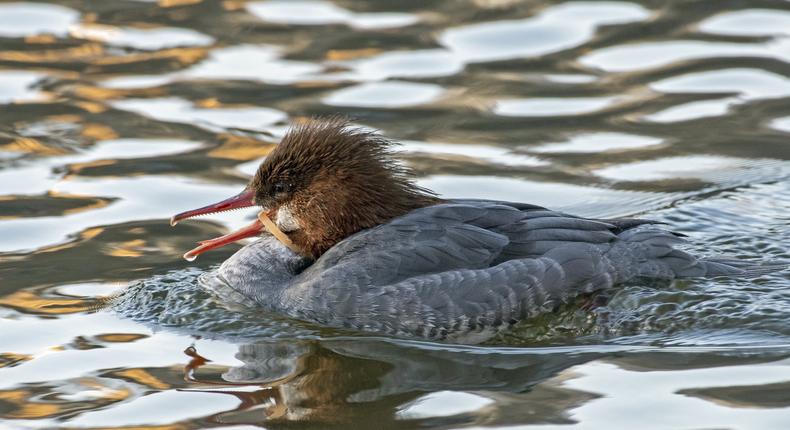 Central Park Races to Save a Rare Duck Gagging on a Piece of Plastic