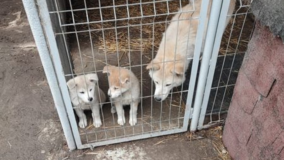 Znęcał się nad zwierzętami w pseudohodowli. "Karygodne warunki"