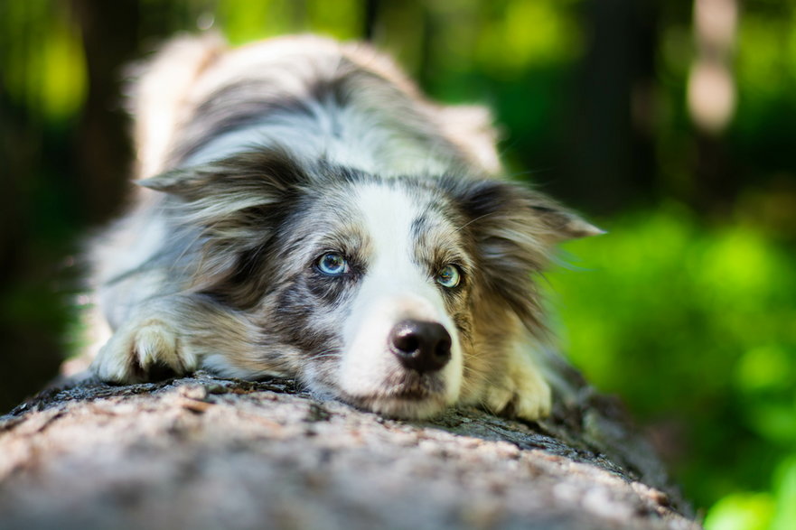 Border Collie - Jitka/stock.adobe.com