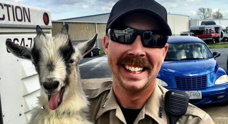 ___4866586___https:______static.pulse.com.gh___webservice___escenic___binary___4866586___2016___3___31___16___Runaway-goat-grins-in-selfie-with-animal-control-officer