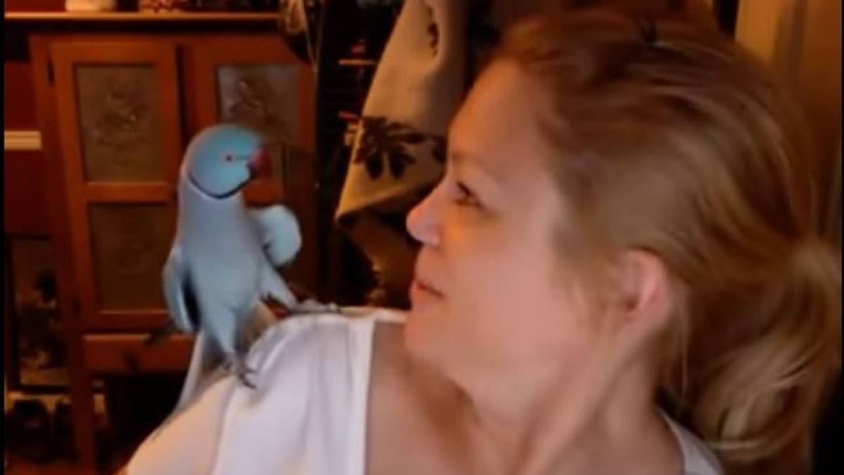 Papagaj foto youtube.akkrap1