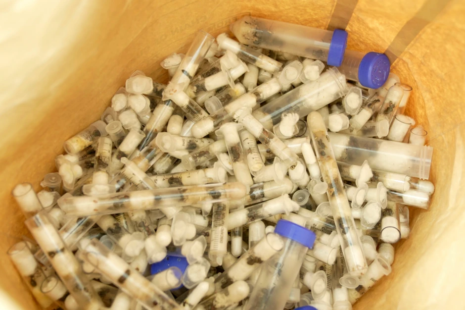 Matice mrava su od vitalnog značaja za svaku koloniju