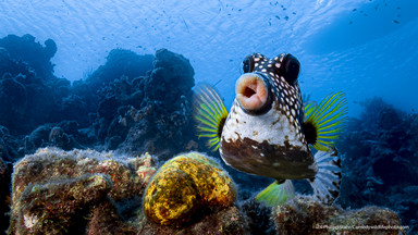 Najzabawniejsze zdjęcia dzikich zwierząt. Finaliści konkursu Comedy Wildlife Photography Awards 2021