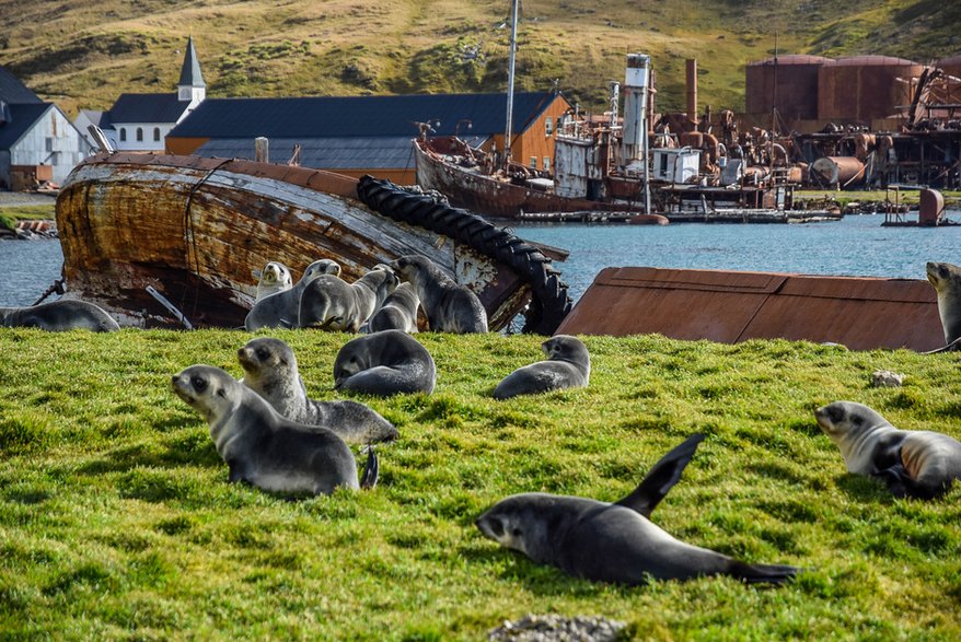 Grytviken, Georgia Południowa