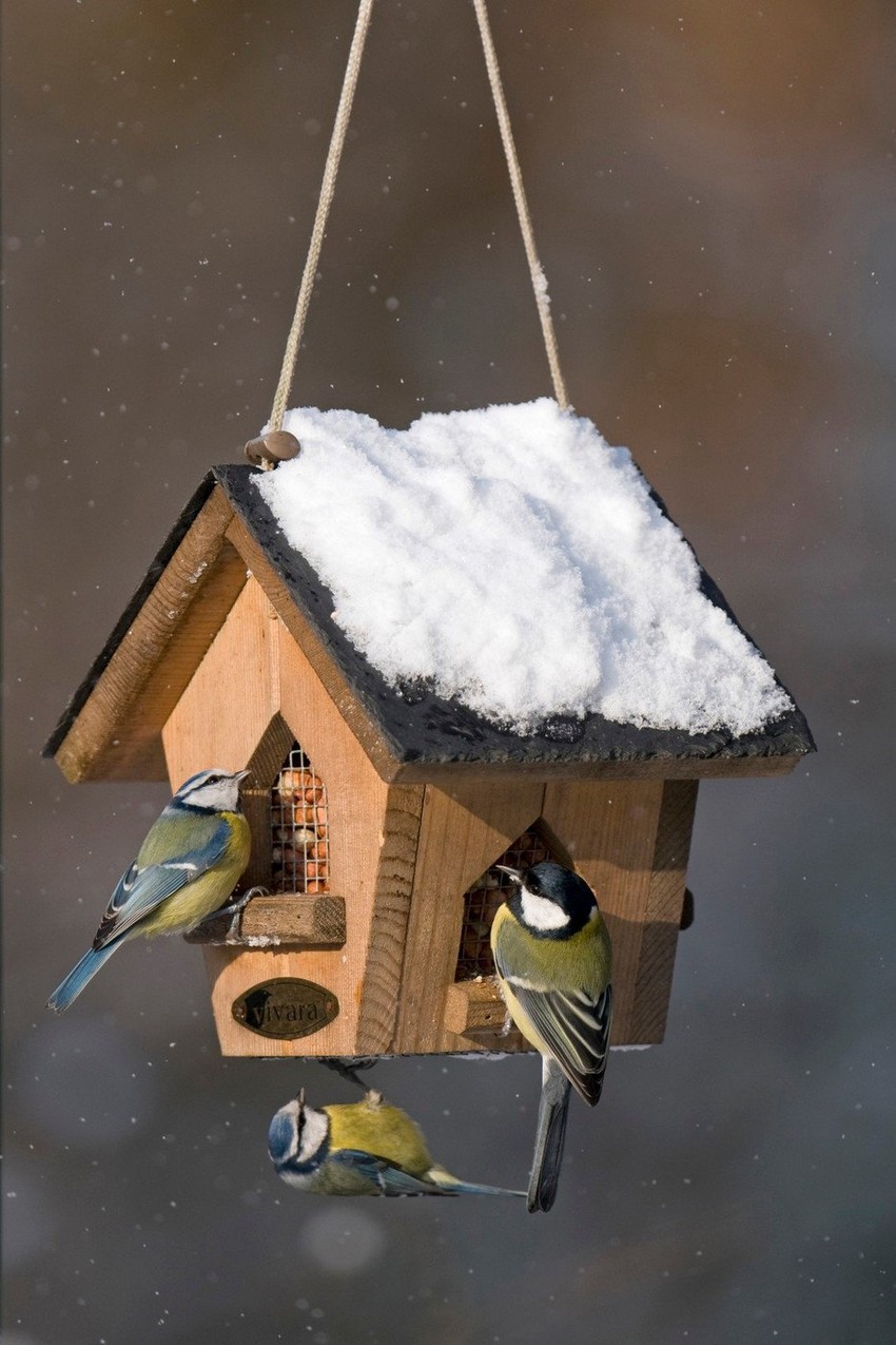 Senice vole da se sklanjaju u drvene kućice
