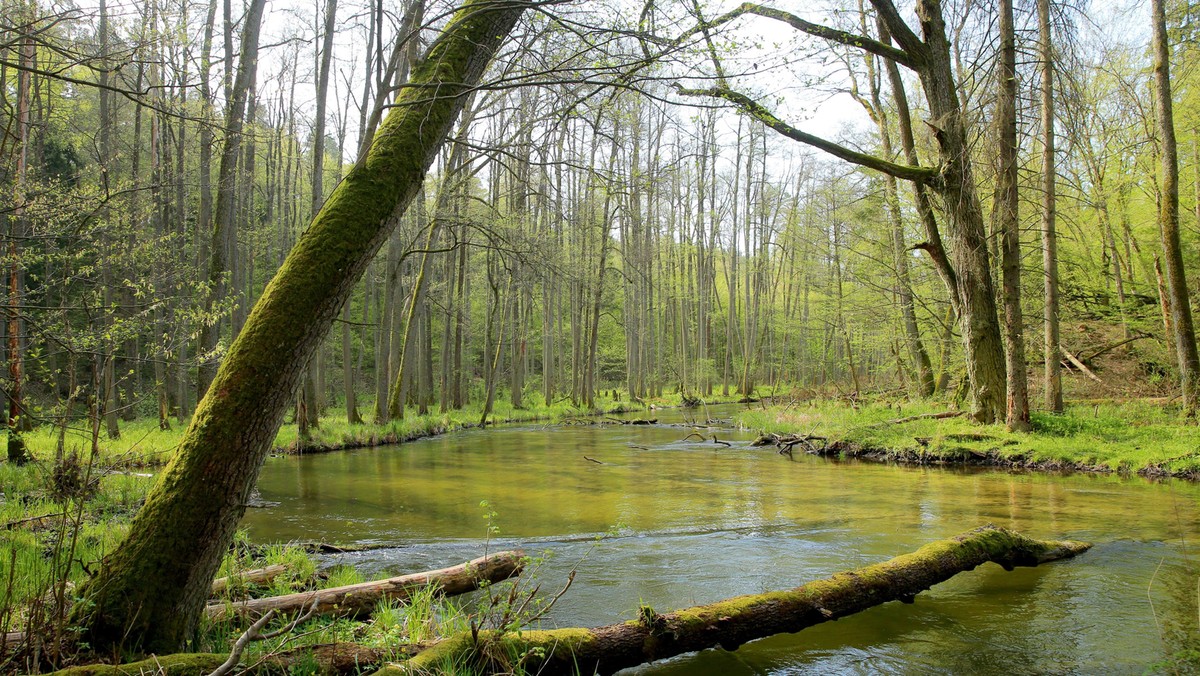 Zmiany klimatu. Czy w przyszłości z polskich lasów zniknie 75 proc. drzew?