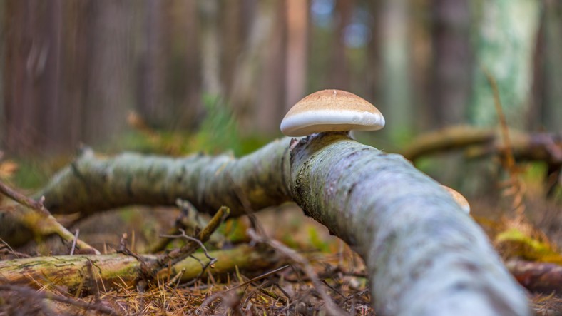 W medycynie ludowej pniarkowi brzozowemu przypisuje się właściwości antynowotworowe