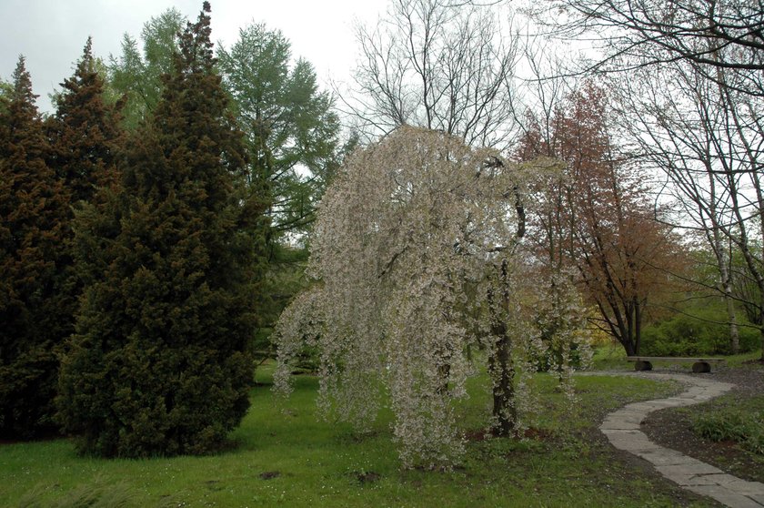 Atrakcje na 90-lecie poznańskiego ogrodu botanicznego