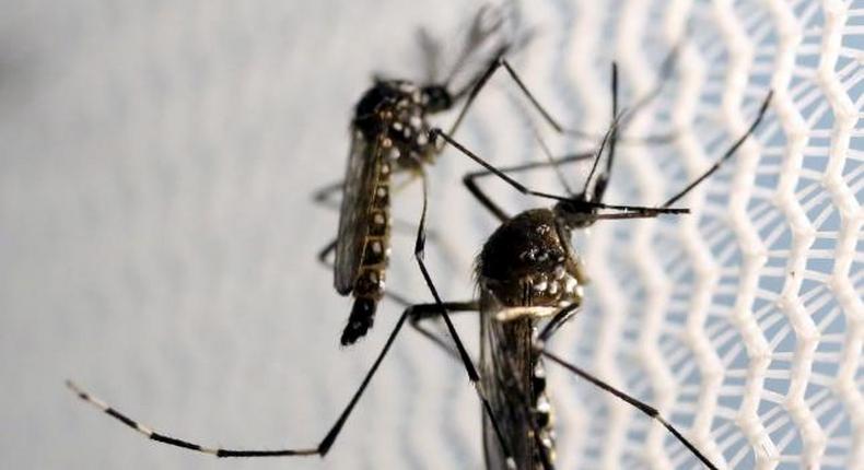 Cuba reports two cases of Zika contracted locally