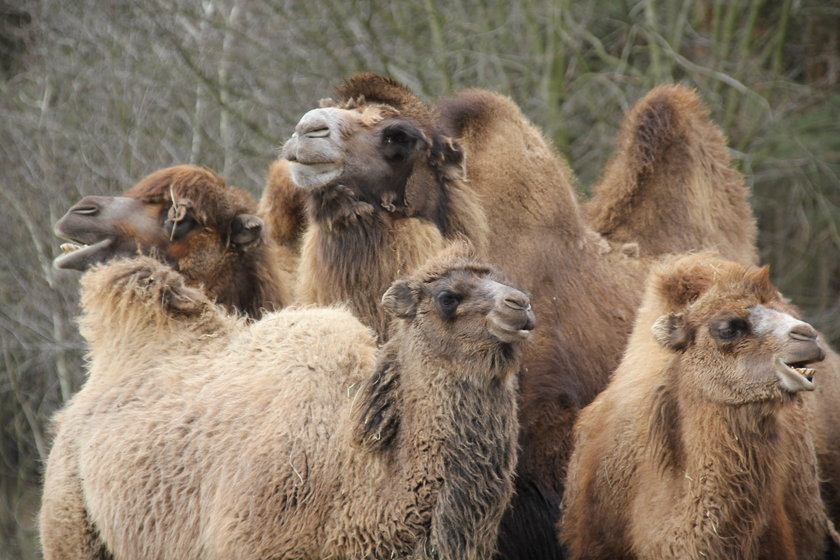 Weekendowe atrakcje w poznańskim Zoo