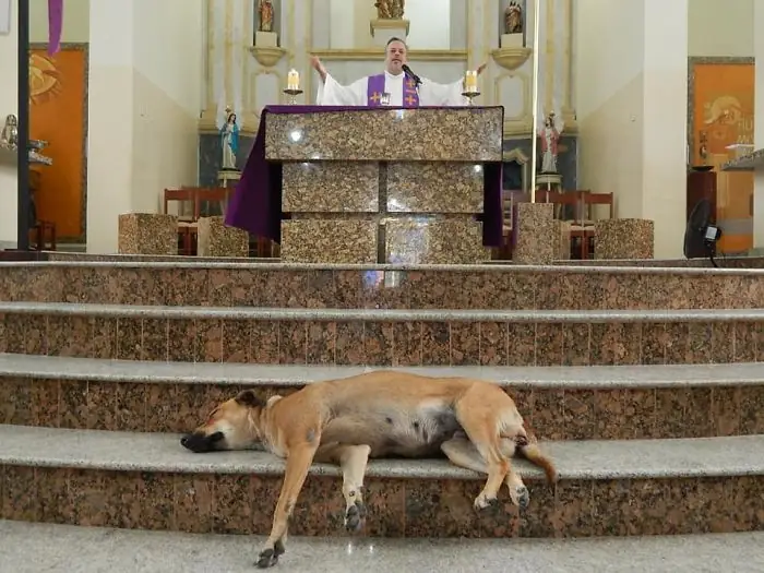 Brazylijski ksiądz znajduje dom bezdomnym psom / Materiały prasowe