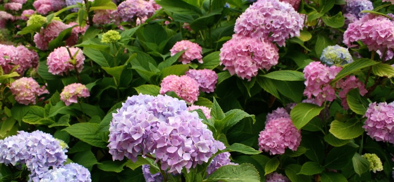 Tych roślin nie sadź obok hortensji. Mogą sobie nawzajem szkodzić