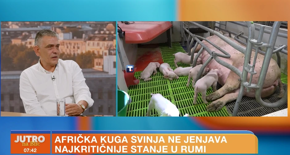 Srećko Radojičić, afrička kuga svinja