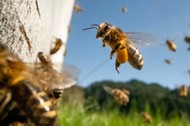 Pszczoła miodna Apis Mellifera jest w stanie błyskawicznie wyliczyć najefektywniejszą trasę pomiędzy kwiatami na łące.