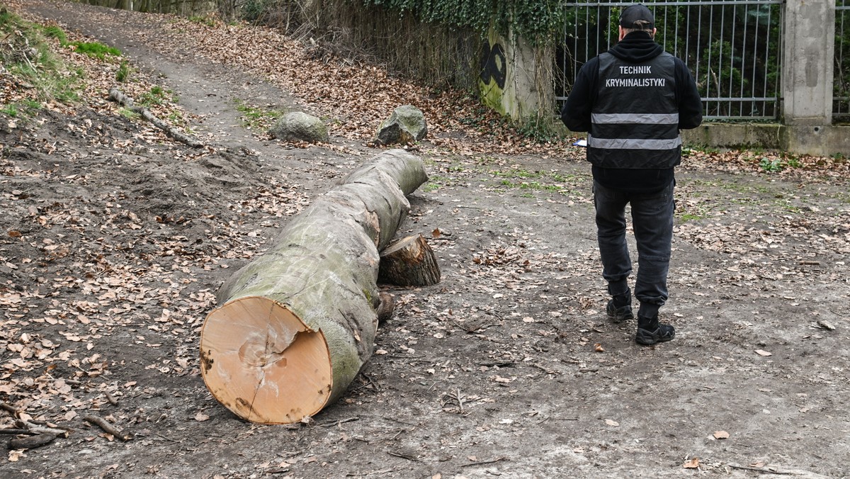 Pień przygniótł dzieci w Szczecinie. Prokuratura prowadzi śledztwo