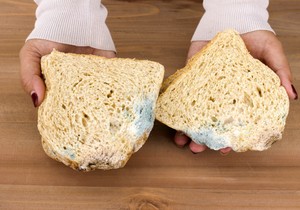 Buđav hleb ne treba jesti, čak ni kada se plesan skine