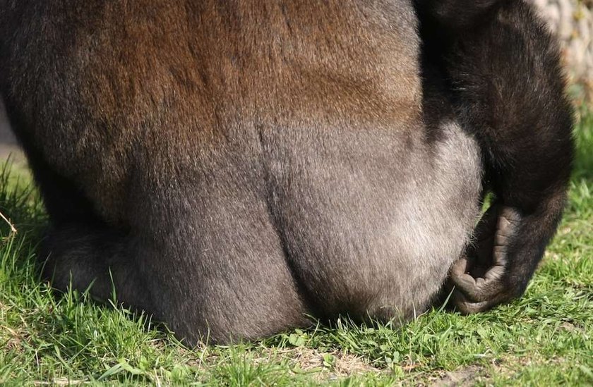 goryl,zoo, warszawski ogród zoologiczny