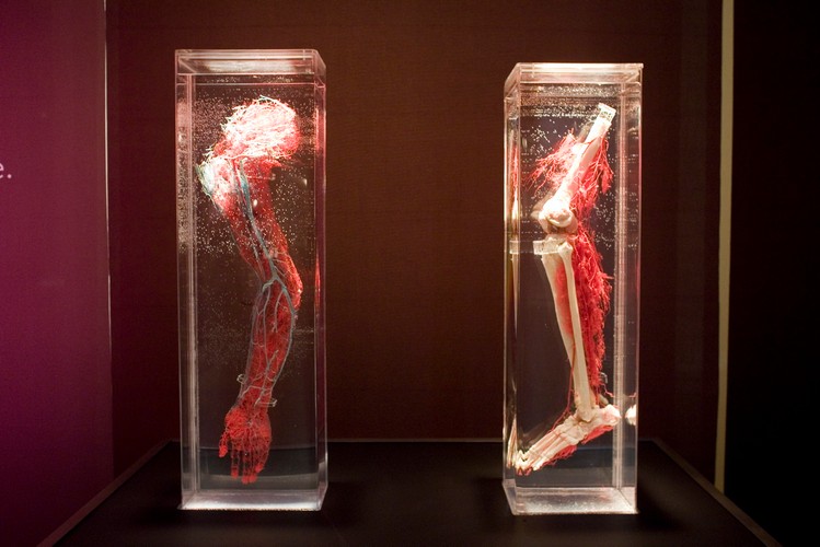 Można dokładnie przyjrzeć się budowie układu krwionośnego i innych organów wewnętrznych