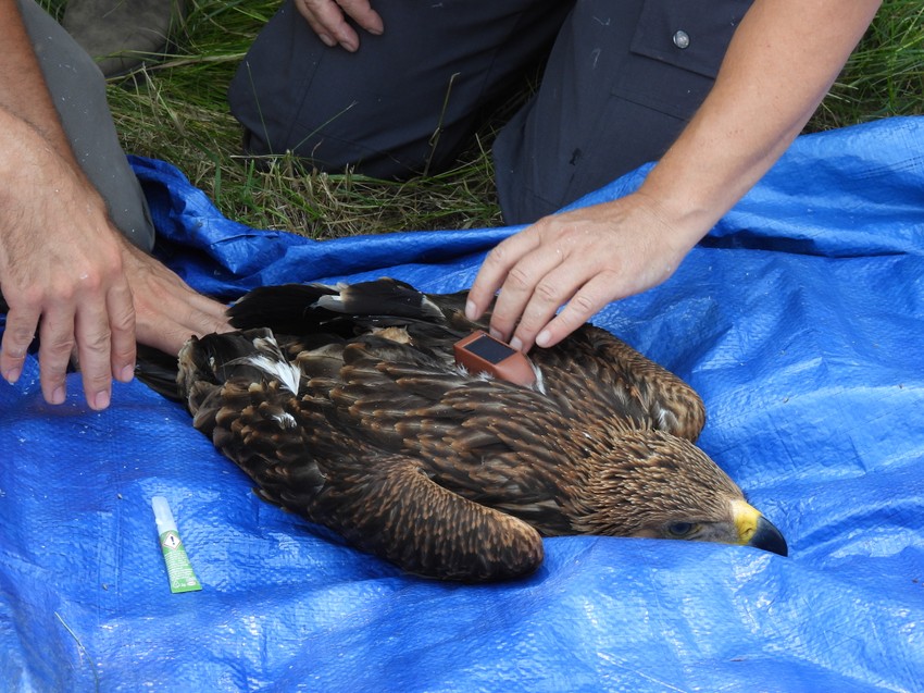 Telemetrija postavljena na krstaša Jocu