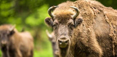 Myśliwy zabił żubra. Twierdzi, że pomylił go z dzikiem