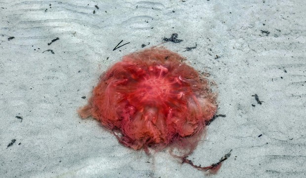 vatrena meduza