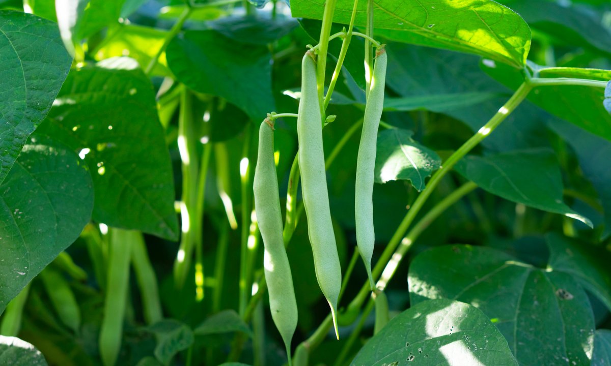 To najbardziej trująca roślina roku. Tymczasem my chętnie wrzucamy ją do garnka