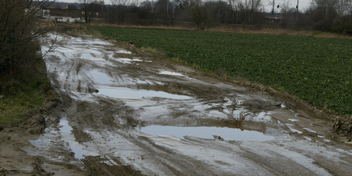 Buldożery rozjeżdżają Lipę Piotrowską