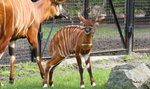 Wyjątkowe urodziny w warszawskim zoo!