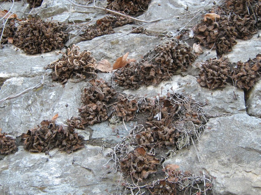 Ramonda nathaliae u anabiozi na potpornom zidu u klisuri Vardara kod Velesa