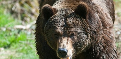 Tregedia w Bieszczadach. Niedźwiedź zabił pana Stanisława