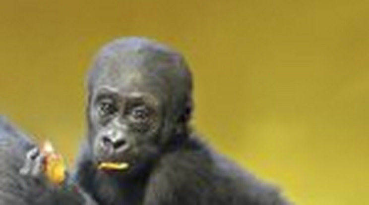 Szigorú felügyelet alatt a kis gorilla