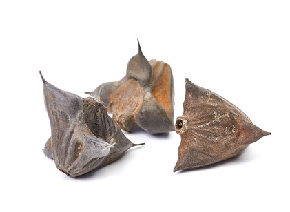 A magyar tavak elfeledett növénye: a tüskés sulyom, amely újra helyet kér a konyhában című cikk nyitóképe