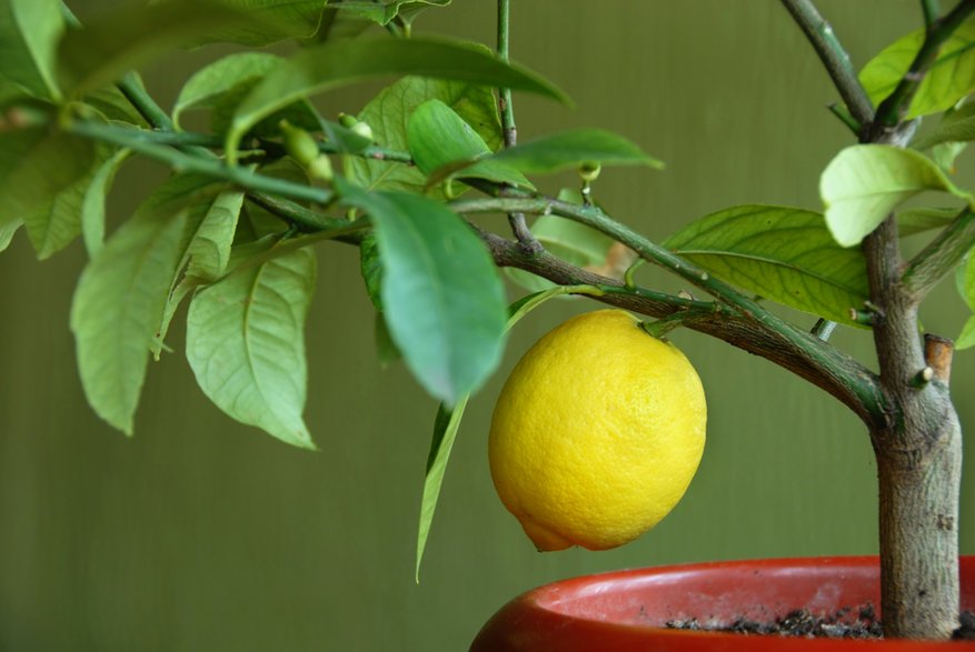 Cytrusom należy zapewnić odpowiednie stanowisko - Julija Sapic/stock.adobe.com