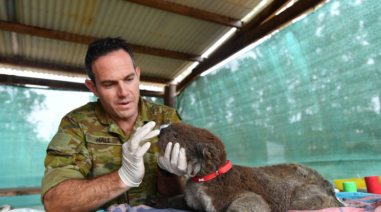 Katonák gondozzák a tűzeset áldozatául esett koalákat / Fotó: MTI-EPA (1)