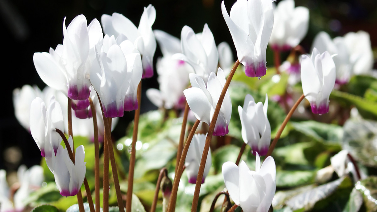 <strong>Cyklamen perski</strong> (łac. <em>Cyclamen persicum</em>) zwany jest potocznie fiołkiem alpejskim. To popularna roślina doniczkowa o niezwykle dekoracyjnych kwiatach, należąca do rodziny pierwiosnkowatych. 