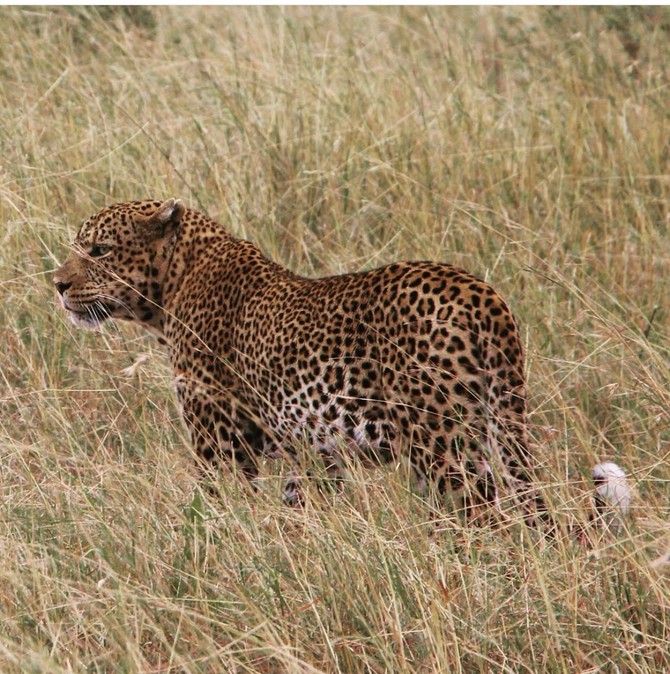 Masai Mara, Kenija