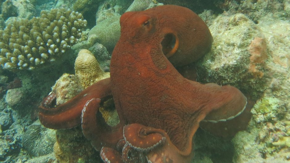 Octopus cyanea