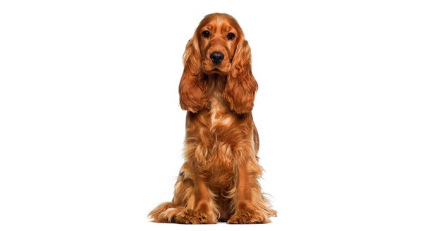 Cocker spaniel