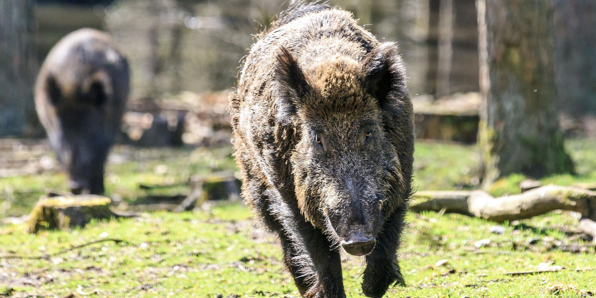 Groza w Rudzie Śląskiej! Dzik wtargnął do kościoła i atakował wiernych