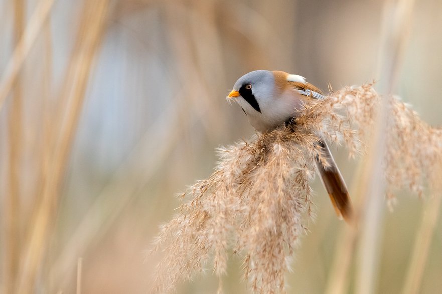 Wąsatka (Panurus biarmicus)