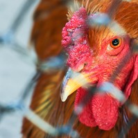 Terjed a H7N9 madárinfluenza: halálos áldozatokat szedett