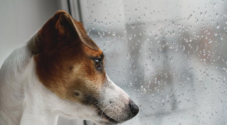 Kutya az esőben