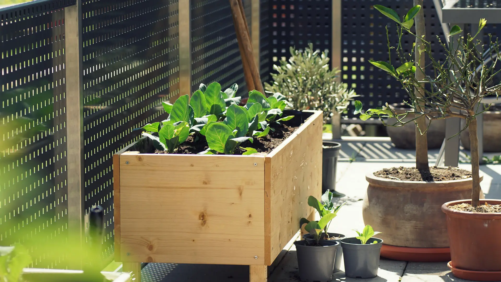 Zmień balkon w warzywną dżunglę. Rodzaje sałat, które możesz na nim uprawiać 