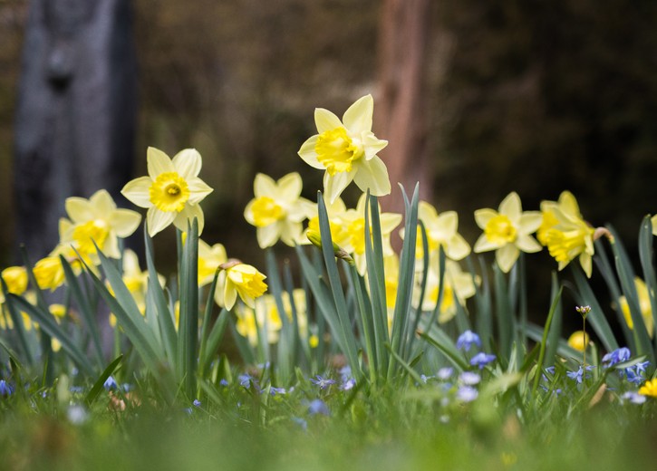 So erblüht Ihr Garten im Frühling wieder in voller Pracht.