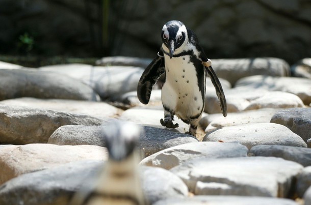 African penguins walk inside their enclosure at the zoo in Tbilisi