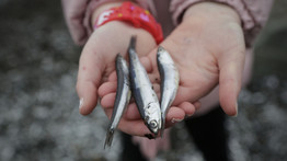 Megrázó látvány! Elpusztult halak százait sodorta partra a víz Kanadában – fotók