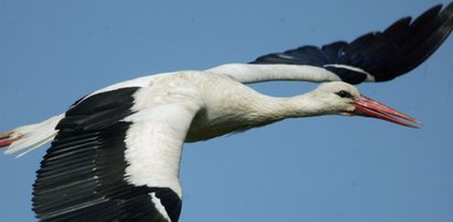 Niszczą gnizado bocianów. Zagrażają samolotom