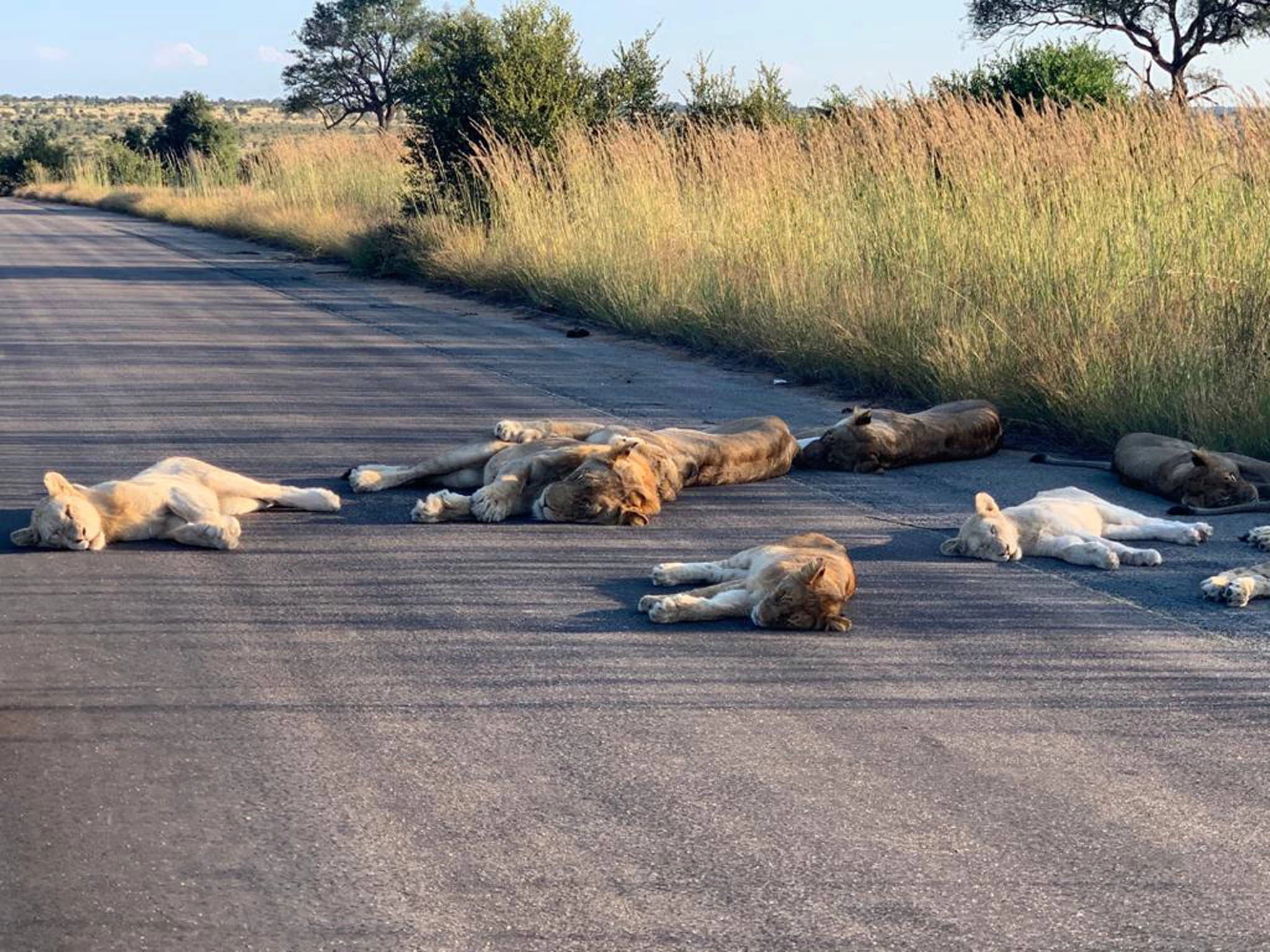 Lwy wylegujący się na drodze w Parku Narodowym Krugera