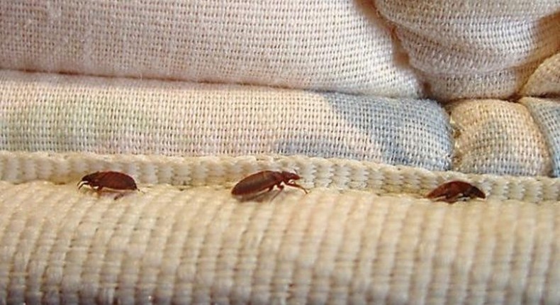 Bed Bugs