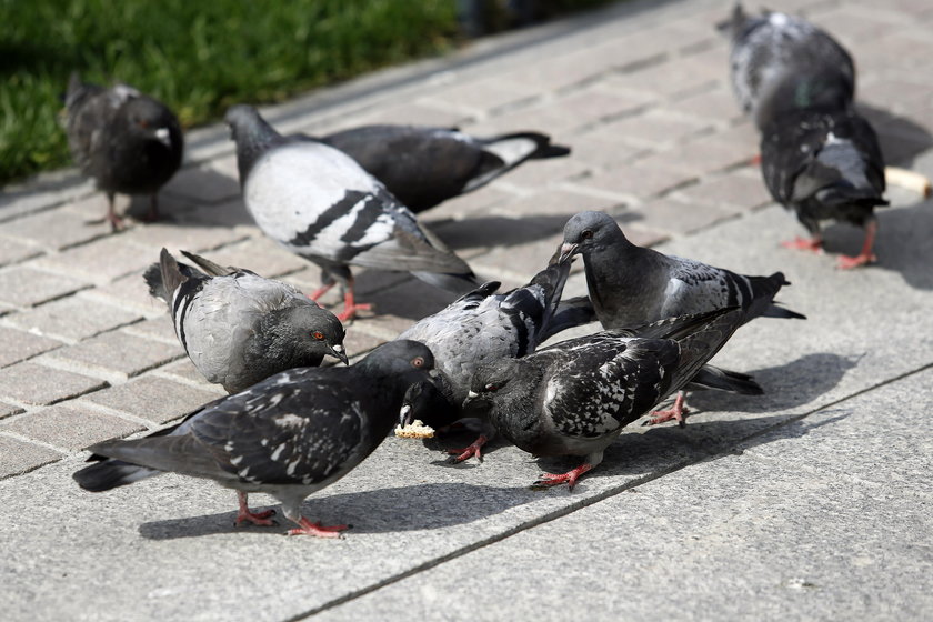 Katowice. Plaga gołębi na rynku